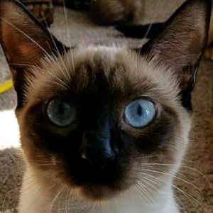 Meet your Posher, Dena